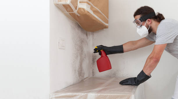 Professional Black Mold Removal technician working in Linden, TX